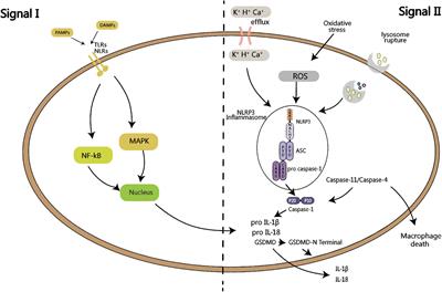 Role of Inflammasomes in Kidney Diseases via Both Canonical and Non-canonical Pathways